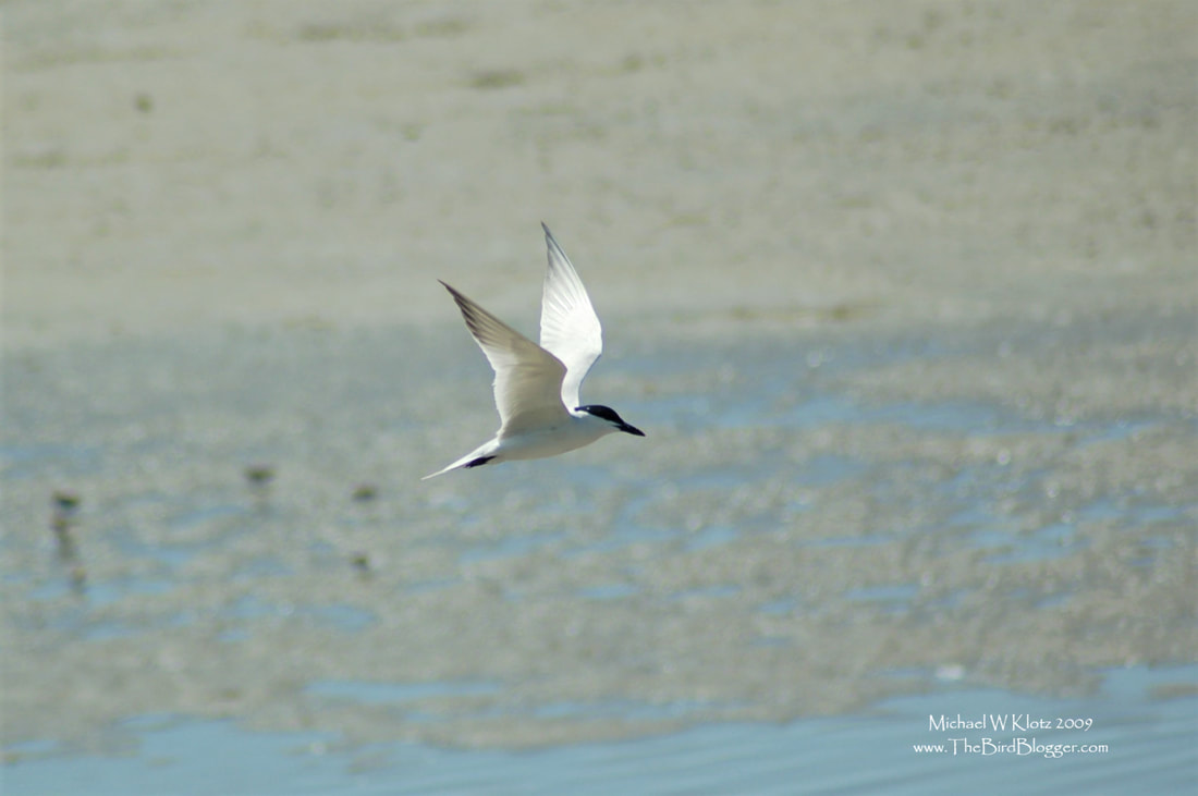 Gull-billed Tern - Sand Diego, CA       I thought this was a pretty good find on a weekend trip to San Diego. He was with his mate in the San Diego River Estuary harassing the Willets for their fiddler crab meals. ​              Michael W Klotz - www.TheBirdBlogger.com