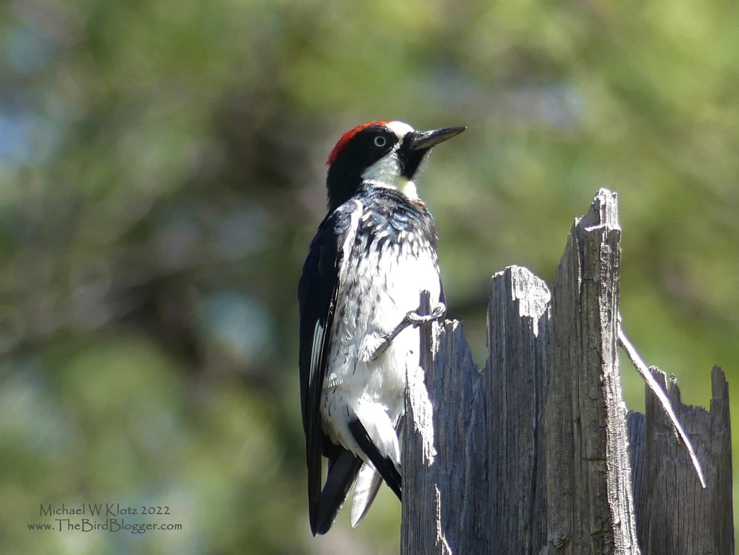 Acorn Woodpecker - Mt. Lemmon, AZ         On the way up Mt. Lemmon outside of Tucson, there are a couple of campgrounds that are great for birding. As you head up the mountain, you find different habitats with different birds at different elevations. At Middle Bear Picnic Area we found a family of Acorn Woodpeckers calling in their loud raspy calls as they do. In this particular spot they were spending time around an old stump with berries that had fallen into the cracks. These birds are known for storing their acorns in trees called granaries which look like they are poka-doted from the tops of the acorns seen here.       Michael W. Klotz - www.TheBirdBlogger.com