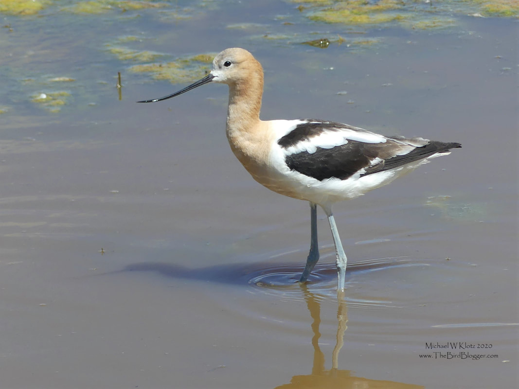 American Avocet - Consul, SK           These unusual waders are very specialized feeders. The American Avocet collects it's food by waving their peculiarly shaped bill side to side along the water's surface collecting insects and other critters that might be happen to touch the sensitive beak. There is only one species of Avocet in North America but they do have counter parts in South America, Europe, Africa and Australia.                   Michael W Klotz 2019 - www.TheBirdBlogger.com