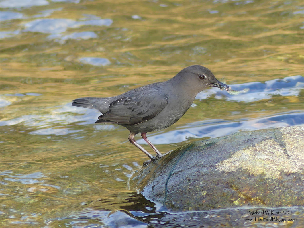 American Dipper - Maple Ridge Park, BC         American Dippers are amazing little water birds that find their food on the bottom of creek and river beds. In this case we were birding the Alouette River in Maple Ridge Park. This parent was absolutely run of her feet trying to get enough food to feed her nestling near by.  I noticed she had something other than the usual Cadis fly larvae. Upon closer inspection it is clear that these birds are great fishermen too with a double catch. The babies wont go hungry with this parent at the watch.           Michael W Klotz 2021 - www.TheBirdBlogger.com
