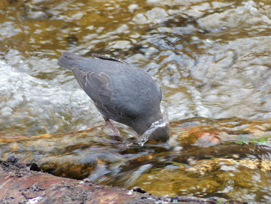 American Dipper Splash - Hardy Falls, BC        Hardy Creek is home to a pair of American Dippers who spend the day floating and diving in the creek to find their food. I was lucky enough to catch this bird eyeballing its dinner under the wave of water washing up its neck. These birds are definitely water babies. There are 5 species of dippers and they live on every continent besides Australia and Antarctica.                Michael W Klotz 2021 - www.TheBirdBlogger.com