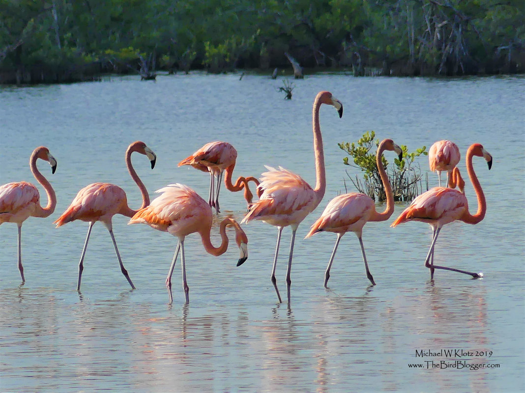 American Flamingo -  Playa Larga, CU         This was one of my bucket list birds!  The colorful water waders are a common resident of the Zapata Swamp in the southern part of Cuba near the Bay of Pigs. During the winter months the birds will number in the thousands. Watching these beautiful birds feed in the shallows is a real treat.                Michael W Klotz 2019 - www.TheBirdBlogger.com