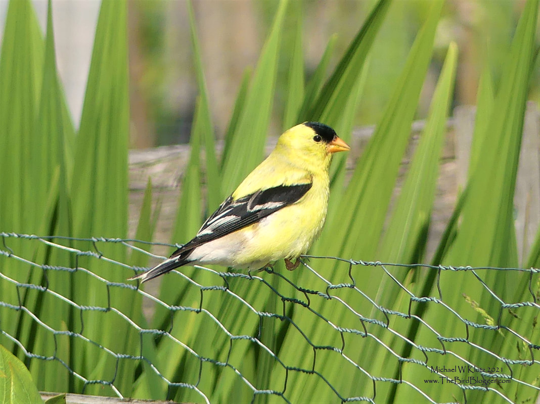 American Goldfinch - Colony Farms, BC          A very common garden bird around most of North America, this little finch is always on the look out for thistle plants. They can be found in pairs with the male singing and calling when on the wing. They will come to feeders where there are sunflower or safflower chips or black thistle seed. There are three species of Goldfinch in North America with this bird being the most common, followed by the Lesser Goldfinch, which is found on the west coast and south west states to Texas. The last is the Lawrence's Goldfinch only found in California, Arizona and a small section of New Mexico.             Michael W Klotz 2021 - www.TheBirdBlogger.com