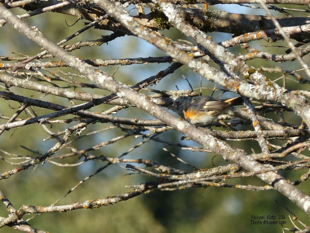  This was a very busy warbler making his way in and out of the willows and cottonwoods. He had the company of Song sparrows and Pine siskins. The lichen works here with this bird. . 