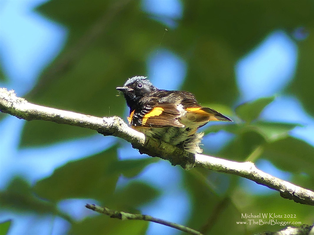 American Redstart - Grant Narrows, BC         I had always wondered where redstart came from and why wouldn't 