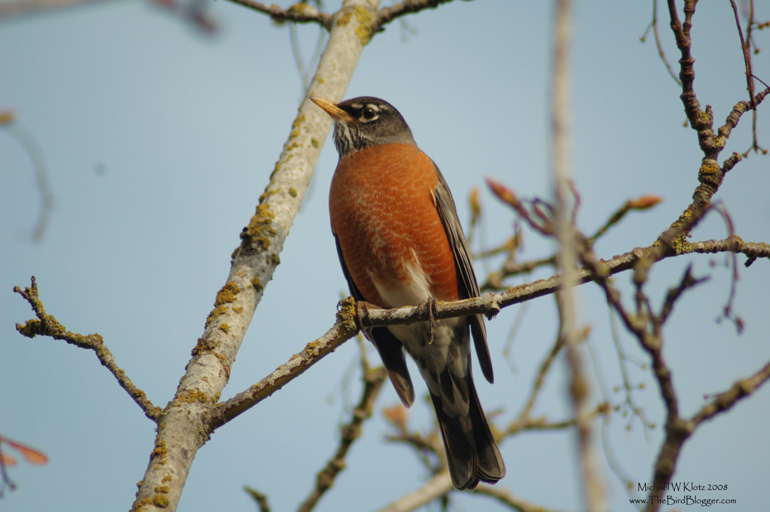 American Robin - Ladner, BC          Spring has these Robins flocking together and searching for food in Ladner's Wellington Point Park. These thrush are know for their long migrations, hence the name, Turdus Migratoriuus.                Michael W Klotz 2019 - www.TheBirdBlogger.com