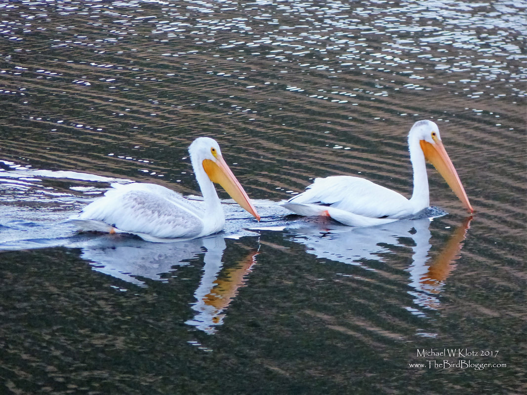 American White Pelicans - Quilchena, BC     An early morning drive along Nicola Lake provided an excellent surprise look at some rare summer residents. They were certainly on their way south at the only two breeding populations of White Pelicans in BC is found in the western Cariboo region near Williams Lake. These majestic birds with their extremely funny beaks are a bit of an oddity dipping their heads into the lake with out a splash and scooping up pouch fulls of fish. The Black wing markings that are hardly visible here are amazing to see in flight. The dark wings of the rear bird are the remnants of the baby feathers from being a born this year.     Michael Klotz - www.TheBirdBlogger.com