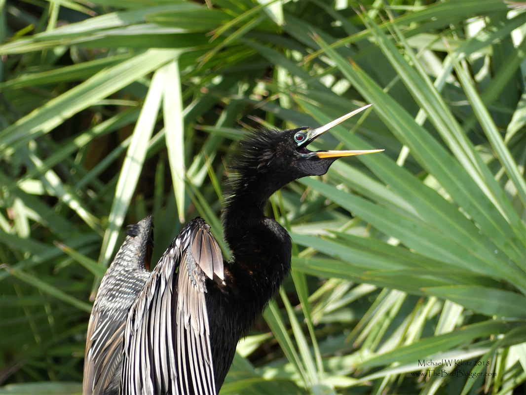 Anhinga - Boynton Beach, FL           A beautiful morning at the amazing Green Cay Nature Center gave me an wonderful shot of this pointy-billed bird.. He was sunning himself after a dip in the swamp water in and around the boardwalk. The open mouth and gular fluttering is to cool down as it was starting to get a little warm and not a display of aggression. He must have made this a perch on several occasions as he was not concerned with my presence at all. Anhingas are a member of the cormorant family which has been recently separated from the Pelican family.             Michael W Klotz - www.TheBirdBlogger.com
