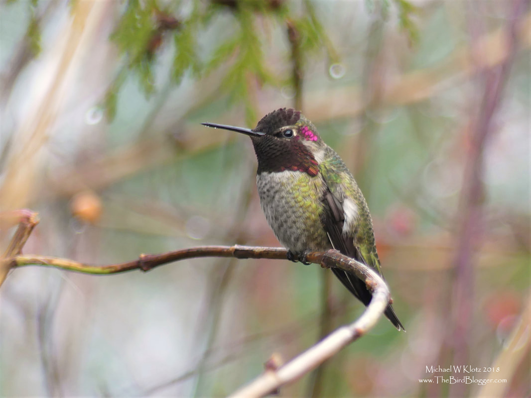 Anna's Hummingbird - Murrayville, BC        on the hometown Christmas Bird Count we had a horrible weather day and I am pretty sure the birds were looking out from the bushes asking what they humans were doing out in that crazy weather. It just so happened that we got a break in the weather into the last hour and a half of the count. This wonderful little Anna's Hummingbird was standing guard on two feeders in Murrayville and I was able to catch a shot of the last bit of light shining off his gorget, or throat patch.             Michael W Klotz - www.TheBirdBlogger.com