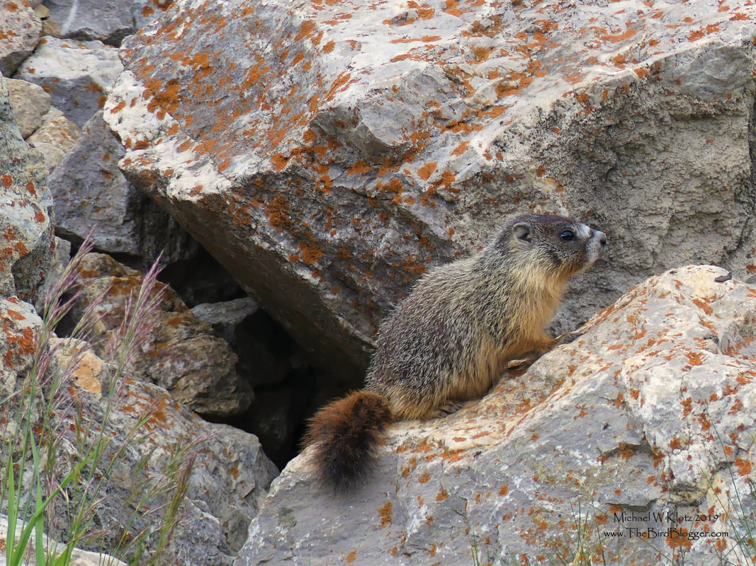 Yellow-bellied Marmot - Meadow Lake, BC     There is just something about a baby critter. This little yellow-bellied Marmot was sunning on the lichen spotted rock next to him and his 40 plus relatives. Based on the range maps these little guys are a bit far north but I do know that Marmots have a strange habit of climbing into the chassis of vehicles and ending up very long distances from their original home. One such instance is well documented of a Marmot that ended up in Victoria, BC from the Rockies. He hitched a ride on a motorhome and set up camp in the gardens of the Fairmont Empress.          Michael W Klotz - www.TheBirdBlogger.com