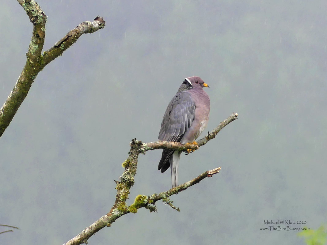 Band-tailed Pigeon - Golden Eagle Golf Club, BC        On a cold, wet and dreary day we made the rounds of the Pitt River Flood plains and came across our only native pigeon species. Band-tailed pigeons are usually secretive and found at higher elevations but we were happy to have our subject taking the Vancouver liquid sunshine in stride. This is the only species of pigeon that is native to BC with the majority of them coming from Central and South America for the summer months with a very small handful staying for the winter near the water.                 Michael W Klotz 2020 - www.TheBirdBlogger.com