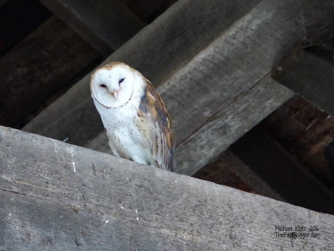   This wonderful night time wanderer comes to roost in one of the most fantastic barns. There are two birds that use this old time bit of history to shelter themselves from the daylight and aerial predators.  In North America, Barn Owls are at one of their most northern limits here in Vancouver, BC. The venture further north in Europe well into Northern Scotland and Southern Sweden. With the removal of old barns, the owls are in danger of disappearing from the landscape. There are several groups that are coming together to have barns on a stick made for them to use.    Michael Klotz - www.TheBirdBlogger.com