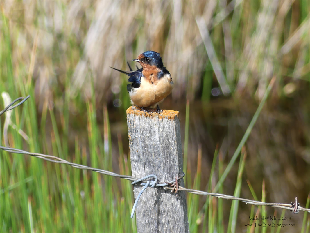 Barn Swallow - Meadow Lake, BC       Barn Swallows are becoming more rare these days and for the most part the experts are unsure why. What they do know is that the North American numbers have dropped 70 percent in the last 40 years. It is most likely the decline of aerial insects and the lack of suitable buildings for nesting. This handsome bird was preening on the fence at Orrie's pond at Meadow Lake Guest Ranch.  They are easily identified in flight for the rust coloring and the deeply forked tail.            Michael W Klotz 2019 - www.TheBirdBlogger.com