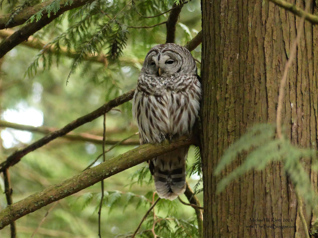 Barred Owl - South Surrey, BC         A male Barred owl rests after a successful meeting with a female just 5 minutes before this picture. He was very content to pose for as many pictures as I wanted. Barred owls are not originally found here on the west coast but found their way here across the prairies as we built farms with trees that would let them roost for the night. There is are several biologists that believe that the spotted owl decline has a lot to do with this new resident.               Michael W Klotz 2021 - www.TheBirdBlogger.com