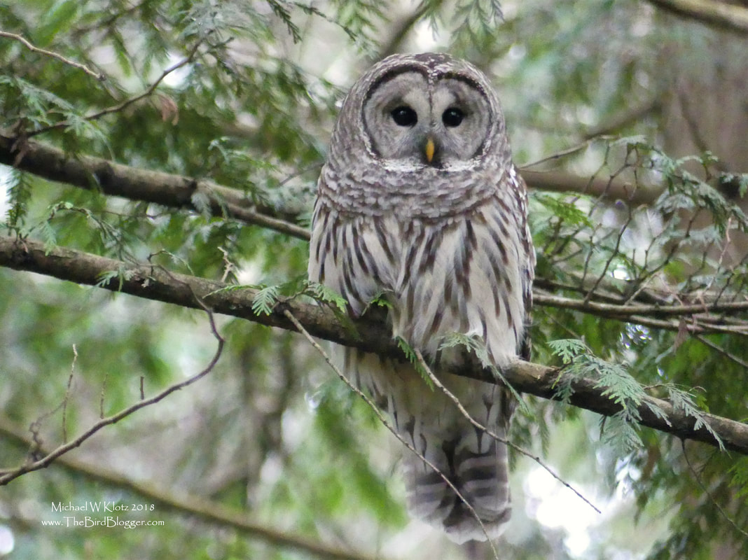 Barred Owl - Surrey, BC       During the Pitt Meadows Christmas Bird Count, we ran into this silent hunter. He flew threw a cedar grove not giving us a chance to see him well, but around the corner, he was up on a perch while he watched two squirrels. Both squirrels had this birds number as they were chirping out an alarm the entire time. The owl was patient while he waited for things to calm down. More patients than us, so we carried on with the count.             Michael W Klotz - www.TheBirdBlogger.com