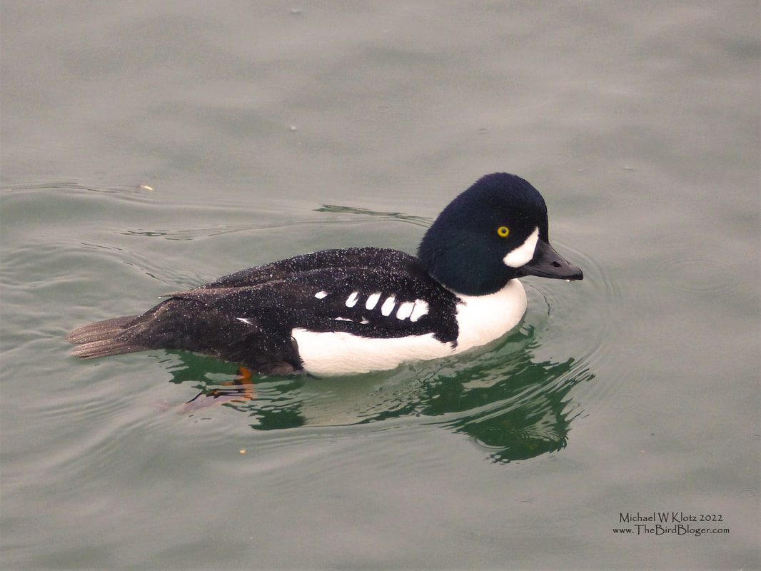 Barrow's Goldeneye - Lonsdale Quay, BC           A raft of around 160 Barrow`s Goldeneyes were foraging under the Lonsdale Quay for shellfish. Every time a person walked up or the ferry came in or out of the port, they made a mad dash for the open water and then slowly make their way back in. The immature males were just showing their white facial marks.              Michael W Klotz - www.TheBirdBlogger.com 2022