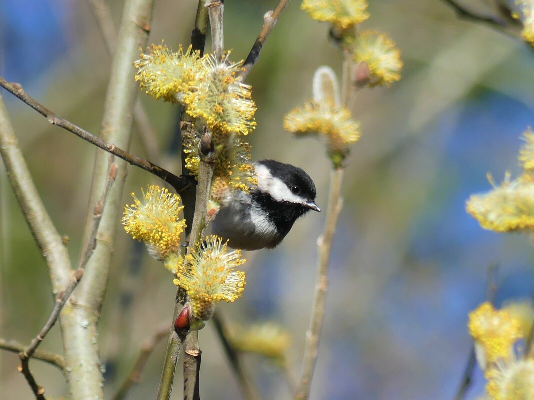 Black-capped Chickadee - Campbell Valley Park, BC          Spring had sprung and this common little black and white bird was hunting for insects on the catkins of the willows in Campbell Valley Park in Langley, BC. The fuzzy little heads are the sure sign of spring in a great many places. the insects gravitate to the buds as they are usually the first soft and edible plants to show up in a temperate region. The Black-capped Chickadee is here year round, but I am sure, enjoys the fresh food.                    Michael W Klotz 2020 - www.TheBirdBlogger.com