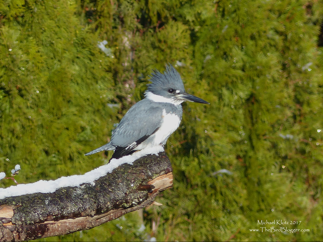 Belted Kingfisher - Pitt Meadows, BC  For a bird that is relatively common, these guys are hard to photograph, at least at close range. The Belted Kingfisher is the only Kingfisher that makes its summer home in the northern United States and much of Canada. There are 114 species of Kingfisher around the world and most of them residing in Africa and Australasia. The Kookaburra of Australia is one of the more well know cousins. This particular bird is a male and can be told from the female by the lack of a rufous band below the blue band seen here. As long as there is open water, the Kingfisher does quite well.      Michael W Klotz - www.TheBirdBlogger.com