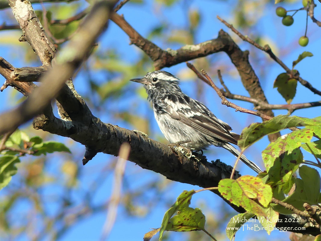 Black and White Warbler - Terra Nova, BC          This very rough looking bird is the first of a couple Black and White Warblers that made an appearance this year. He was singing in one of the Pacific Crabapple Trees just up from the playground. He was the Bell of the Ball for a couple weeks and would come out to sing on occasion as plain as day. He would also disappear just as easily when he wanted to rest and could not be relocated until he came out to sing again. This bird was out of his summer range by a bit with the majority of birds living East of the Rockies only coming to BC in the extreme North West of the Province.                Michael W Klotz 2021 - www.TheBirdBlogger.com