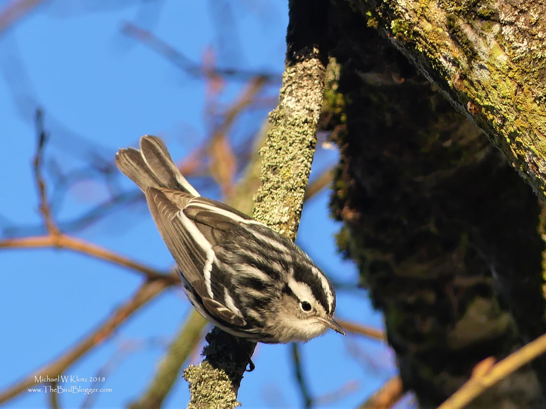 Black and White Warbler - Vancouver, BC        There have been several uncommon song birds making a stop over on the BC coast this year, including this rare Black and White Warbler. He was nice enough to stay around so I could find him on my second visit.  He apparently starts the morning off in the very same place in Vancouver and then ventures out in the afternoon in search of insects. One of the tell tale signs of this bird, is the unusual habit of hanging upside down while looking for food.  This two tone bird is typically found east of the Rockies but on occasion will be found here every second year or so.           Michael W Klotz - www.TheBirdBlogger.com