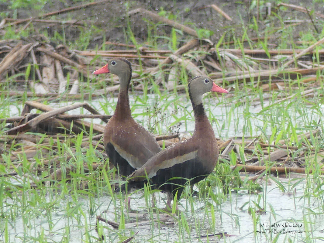 Black-bellied Whistling Duck - San Juan del Sur, Nicaragua        Like water off a ducks back! And there was more than enough water. We made the trip down to Nicaragua which is the start of the rainy season and we hit our fair share of wet, but about equal dry. This day on the way back into San Juan del Sur we came across this pair in a puddle formed just earlier that day in  a plowed field which looked like it had sugar cane in it.            Michael W Klotz - www.TheBirdBlogger.com