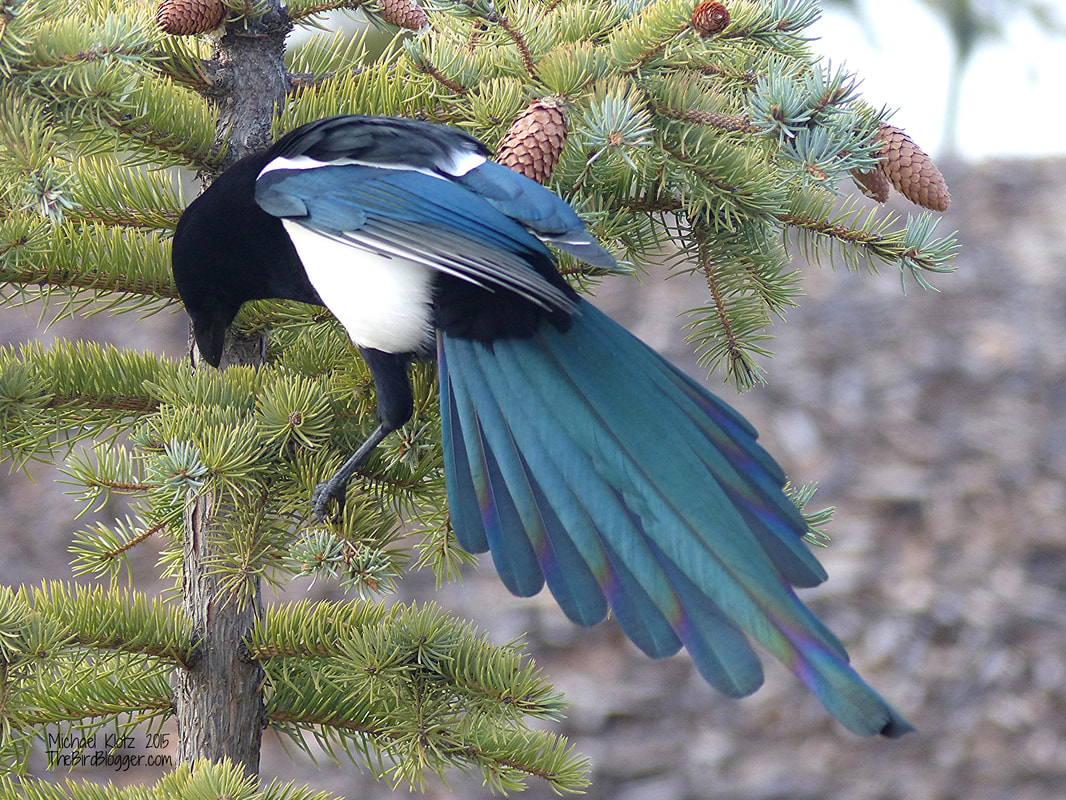 Black- Billed Magpie - Edmonton, AB        The tails on these birds are something to see, but when you get the light just right on them, they are truly amazing. This bird was having a look for something he might have found in a spruce in an industrial park in north Edmonton, Alberta. Black-billed Magpies are smart and spend a good deal of time around humans knowing we leave quite a bit behind.                  Michael W Klotz 2019 - www.TheBirdBlogger.com