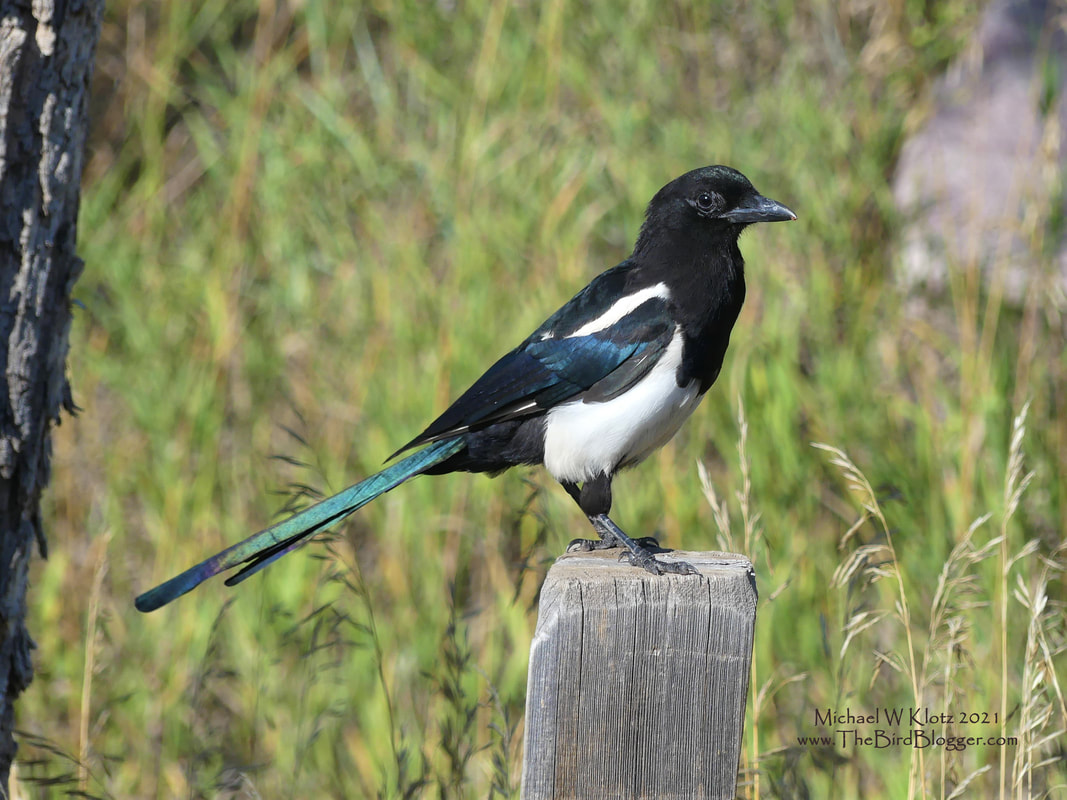 Black-billed Magpie - Garden of the Gods, CO        Posing like a model this bird was showing off the metallic sheen on his wings and tail. It is hard to notice on some birds but you can also see the black skin patch on either side of the eye. This birds cousin in California has a Yellow beak and yellow around its eye. Hunting in the picnic table area for treasures left by families spending the day in Garden of the Gods is where I found this attractive bird.             Michael W Klotz - www.TheBirdBlogger.com Picture