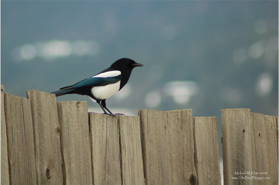 Black-billed Magpie - Kelowna, BC           During a trip to Kelowna, BC, I had a surprise jump a fence in front of me. I really love the look of our Black-billed Magpies with the black and white with just a little of the iridescent green.  a close relation to jays and crows, they are intelligent and a little bit mischievous. I also really like the rough hewn boards that made this fence. It turned out to be a great combo.            Michael W Klotz 2020 - www.TheBirdBlogger.com