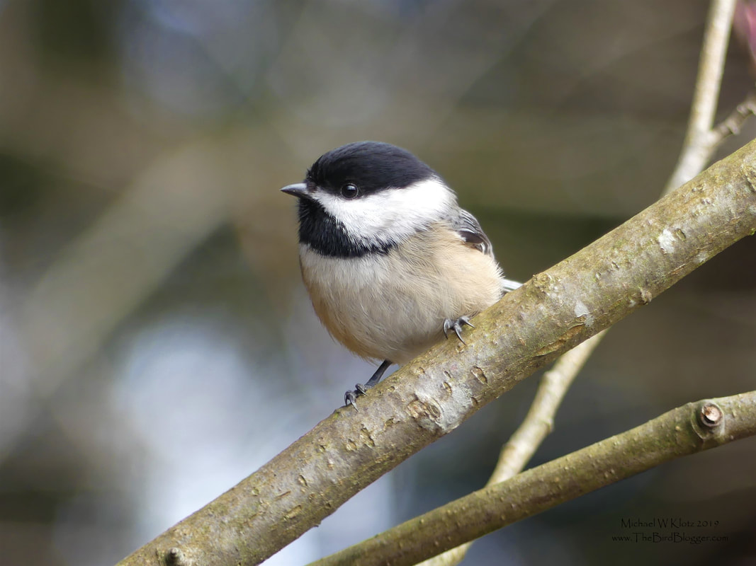 Black-capped Chickadee - Vancouver, BC         Our most common chickadee in Vancouver's Stanley Park, this masked bandit was bouncing around the marshy area across the path from Lost Lagoon. He was curious as to what I was doing and the only reason I was able to get a shot of these very active birds.                  Michael W Klotz - www.TheBirdBlogger.com
