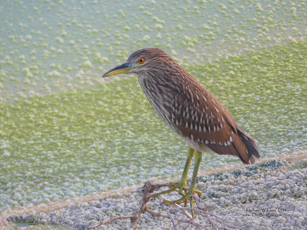 Black-crowned Night-Heron - Elkhart, KS         One of the largest grouping of Night-Herons I have ever seen was at a water treatment plant in Elkhart, Kansas. The adult's red eye is stunning if you can catch them during the day with their eyes open. This was just going on dusk and couldn't quite catch an adult without spooking them or having it too dark. This is a juvenile bird which can be told by the spotted brown coloring rather than the striking black and white of the adults. Thank you to the town of Elkhart for allowing birdwatching in the property, it really was amazing.             Michael W Klotz - www.TheBirdBlogger.com