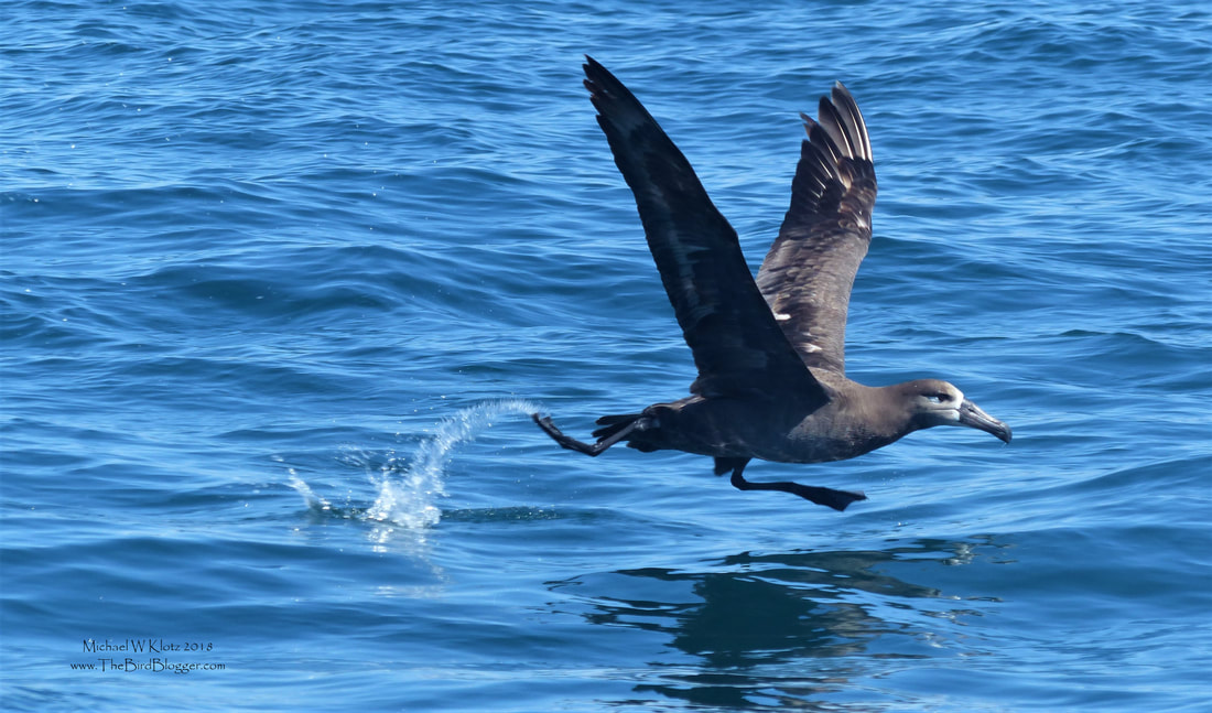 Black Footed Albatross - Take Off - Tofino, BC       During a pelagic tour earlier in the spring, we encountered several of these majestic birds following a fishing boat grabbing the left overs from fish processing. I have always remember the scene from 