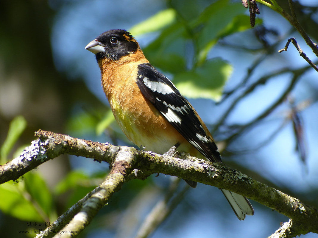 Black-headed Grosbeak - Pitt Meadows, BC This handsome male was singing his heart out. It seemed to pay off, there was a female staying close in the shadows. During some research I found out that this bird used to be called the Spotted Grosbeak back when Audubon was drawing pictures for his book. Thompson Rd is little dead end road with an amazing treasure trove of birds mostly because of its diverse ecosystems all within close proximity of each other. Michael Klotz - www.TheBirdBlogger.com