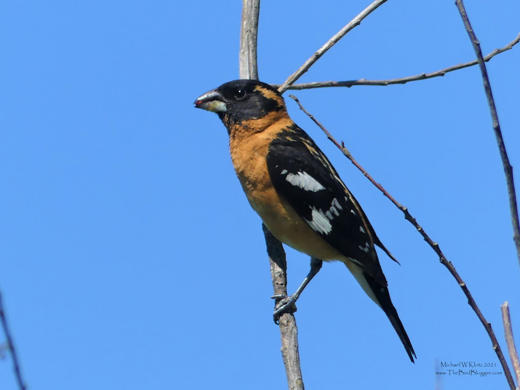 Black-headed Grosbeak - Sturgeon Slough, BC        This handsome devil was making the rounds and collecting some of the summer berries in the area when we passed by. Next time a napkin might be in order. Sturgeon Slough was the site of several good birds this year including a Yellow-bellied chat, a Chipping sparrow and some Black-crowned Night Herons. This has always been a special area for birding but better than most this year. Not far from here was a Costa's hummingbird in the early summer which does not usually come north of California and Nevada. Our subject, the Black-headed Grosbeak is a summer resident here in southern British Columbia and is seen occasionally during walks in the area.              Michael W Klotz 2021 - www.TheBirdBlogger.com