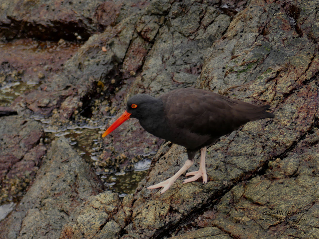Black Oystercatcher - Bowen Island, BC           In Galbraith bay on Bowen Island there is a small dock that we took a quick walk on to see the exposed rocks at low tide. This Black Oystercatcher was taking advantage of the low water and picking through the crevices on the algae covered rock.         Michael W Klotz 2019 - www.TheBirdBlogger.com