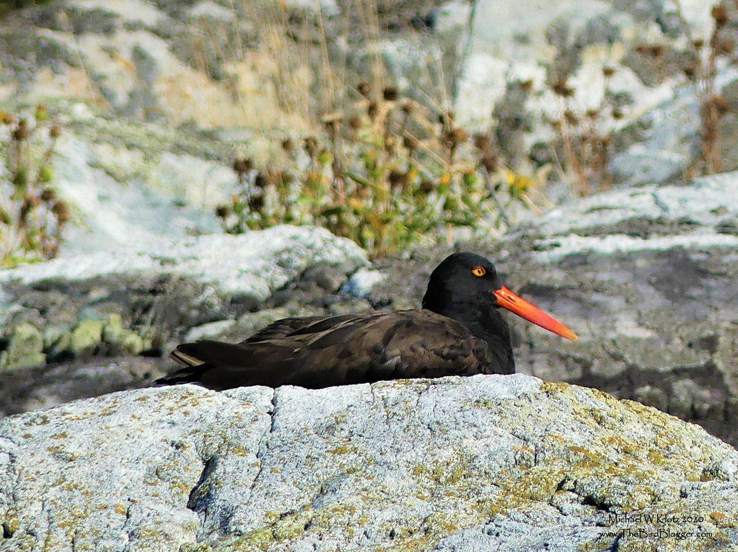 Black Oystercatcher - Passage Island, BC        During a boating trip in search of a Wandering Tatler, a very relaxed oystercatcher caught my eye. The contrast of the black on the gray granite was more than I could pass up. These distinctly colored waders are common here on the shores of Vancouver sliding their bill into the muscles and clams like a shucking knife and taking out the good parts. There are 12 different species of Oystercatchers around the world with the Black Oystercatcher being the only one found on the west coast of Canada. This particular bird was on the west side of Passage Island in Howe Sound.                Michael W Klotz 2020 - www.TheBirdBlogger.com
