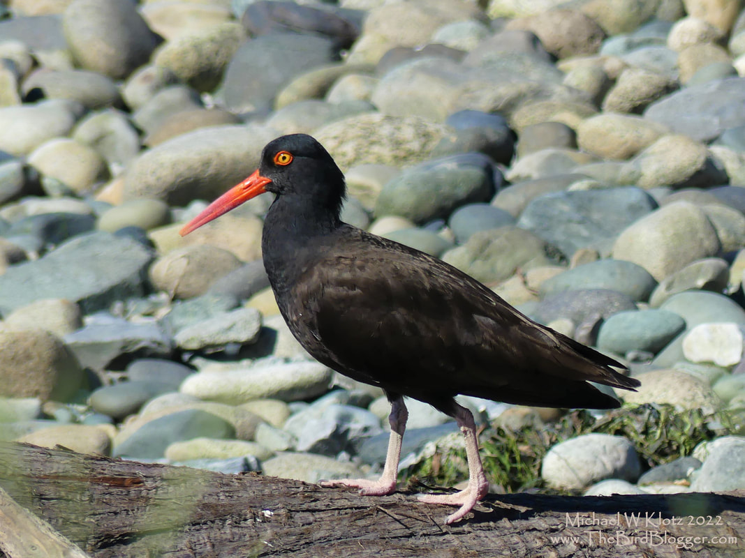 Black Oystercatcher - Tsawwassen Ferry Terminal, BC        Can never have to many pictures of these beauties. We were on a Bird Blogger Tour this summer and wanted to make sure our guests got a great view or our resident Oystercatcher. There are 12 species of this very unique shorebird with only two of those species in North America. The American Oystercatcher being the other. These birds will make quick work of the buried razor clams here in Tsawwassen where they breed in the spring and live year round. .               Michael W Klotz - www.TheBirdBlogger.com 2022