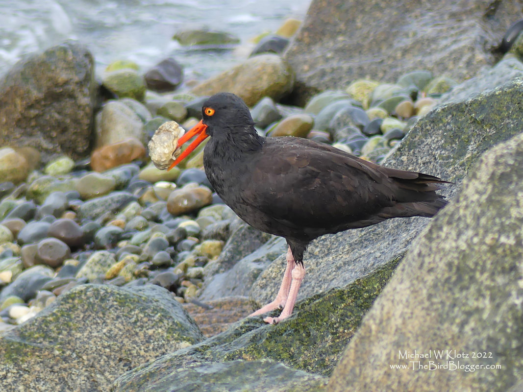 Black Oystercatcher with Oyster - Tsawwassen Ferry Jetty, BC         I have always wondered why this bird was named after the Oyster, yet here we are with a picture perfect moment of why. Oyster are not usually found along the shore and tide line unless there is a very low tide and that only happens infrequently. This is also a perfect example of how the oyster's beak works like a shucking knife penetrating the two half's and separating the muscle that holds everything together. This was taken along the Tsawwassen Ferry Jetty on a low tide.             Michael W Klotz - www.TheBirdBlogger.com 2022
