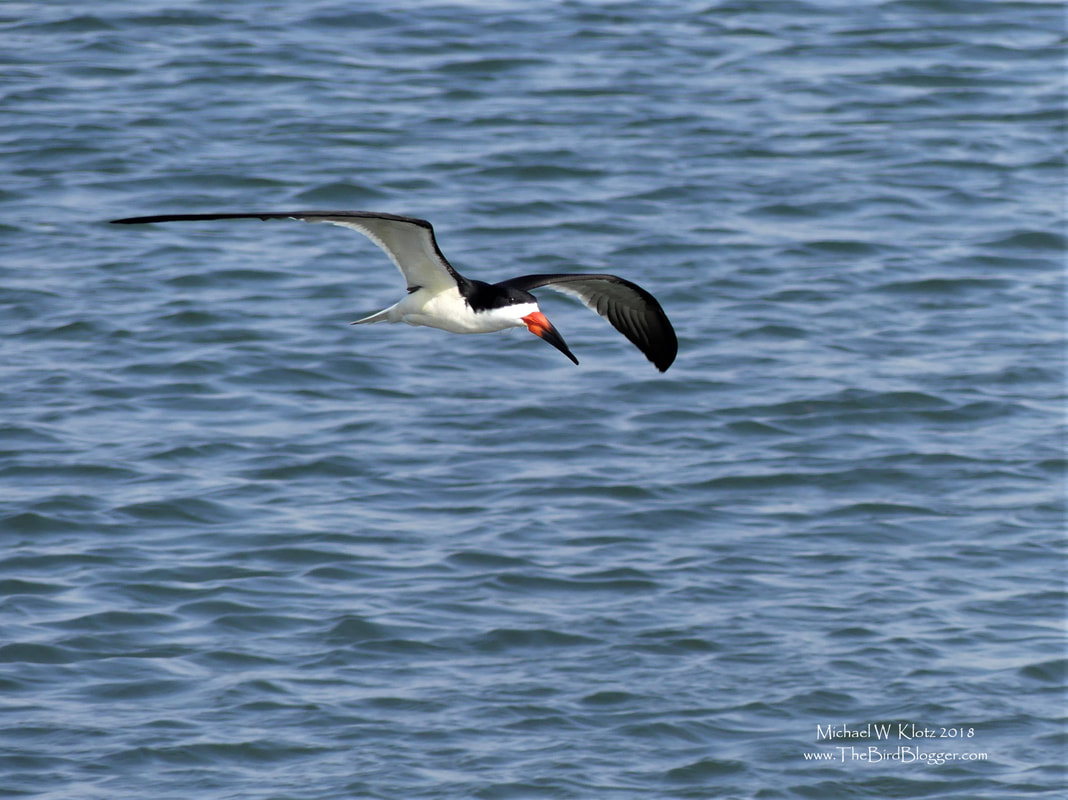 Black Skimmer - Huntington Beach, CA      This very unusual beak is attached to one of three Skimmers in the world. The bird has a very unique way of fishing that no other bird has. It skims the surface of the water putting it's lower half of its beak in the water. When a fish comes into contact with the beak, it snaps shut holding the fish sturdy within its grasp later, eating the meal.              Michael W Klotz - www.TheBirdBlogger.com