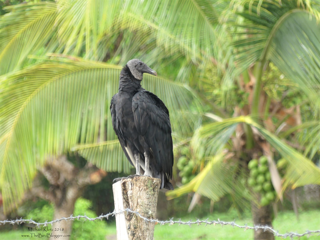Black Vulture - Punta Cangreja, Nicaragua       In the yard of a little beach house on Lake Nicaragua, this Black Vulture was taking a break from some kind of feast in the front yard. The thing I love about this picture was the way the palm tree and coconuts in the back ground change the feel of the picture. Most times vultures aren't painted in a great light, but they do their fair share to keep the ecosystem renewed.           Michael W Klotz - www.TheBirdBlogger.com