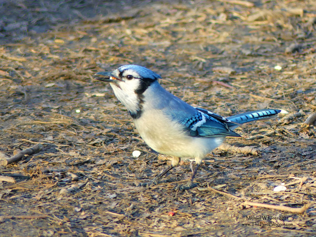 Blue Jay - Ladner Harbour Park, BC        This is partner in crime of the other fancy Jay we had stick for the winter. This Blue Jay is a rare visitor to Vancouver and usually doesn't come west of the Rockies, save for a couple towns in the Columbia Valley. His ride or die was a California Scrub-jay who have made a bit of an in to the area from the south. There are still only a hand full of those. The two birds could be seen together headed for the oak trees or skulking in the park.            Michael W Klotz 2020 - www.TheBirdBlogger.com