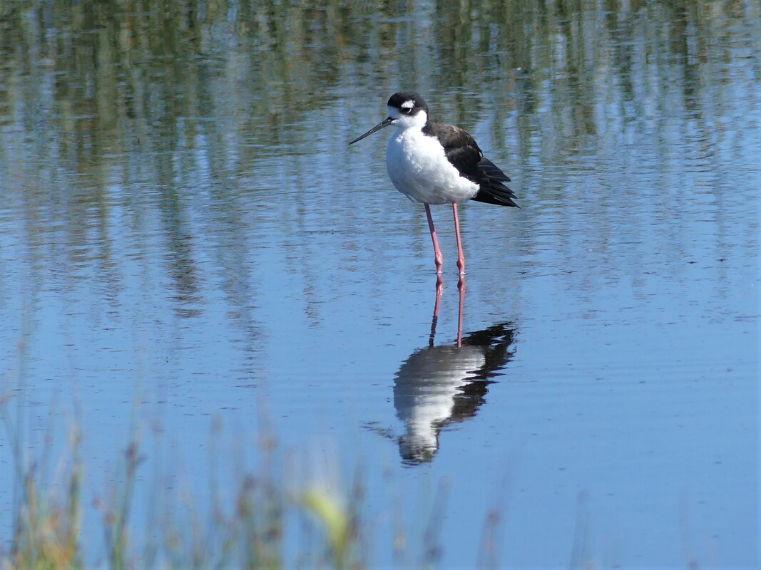 Black-necked Stilt - Frank Lake, AB        This bird reminds me of a sandpiper copying a Killer Whale with the white eye spot. They are one of two waders that are fond of salt lakes for breeding along with the American Avocet. This bird would be at the northern end of his range here in Alberta, Canada with a large population year round in Mexico and found as far south as Brazil. This particular bird was wading around the shallows at Frank Lake.                    Michael W Klotz 2019 - www.TheBirdBlogger.com