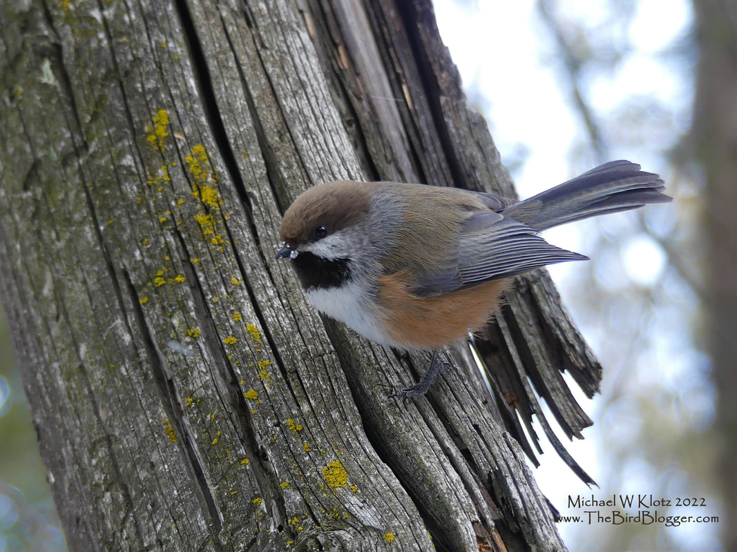 Boreal Chickadee - Bebo Grove, AB         It was a treat to see this far north chickadee up close just inside Calgary city limits in a park that runs either side of Fish Trap Creek. There was a mixed flock made up of Black-capped and Mountain Chickadees, Red-breasted and White-breasted Nuthatches and a couple of Hairy and Downy woodpeckers in there for good measure. As their name suggests, these birds live in the northern forests of Canada and Alaska year round and coming only slightly south in their range when the weather is particularly nasty.        Michael W Klotz 2021 - www.TheBirdBlogger.com