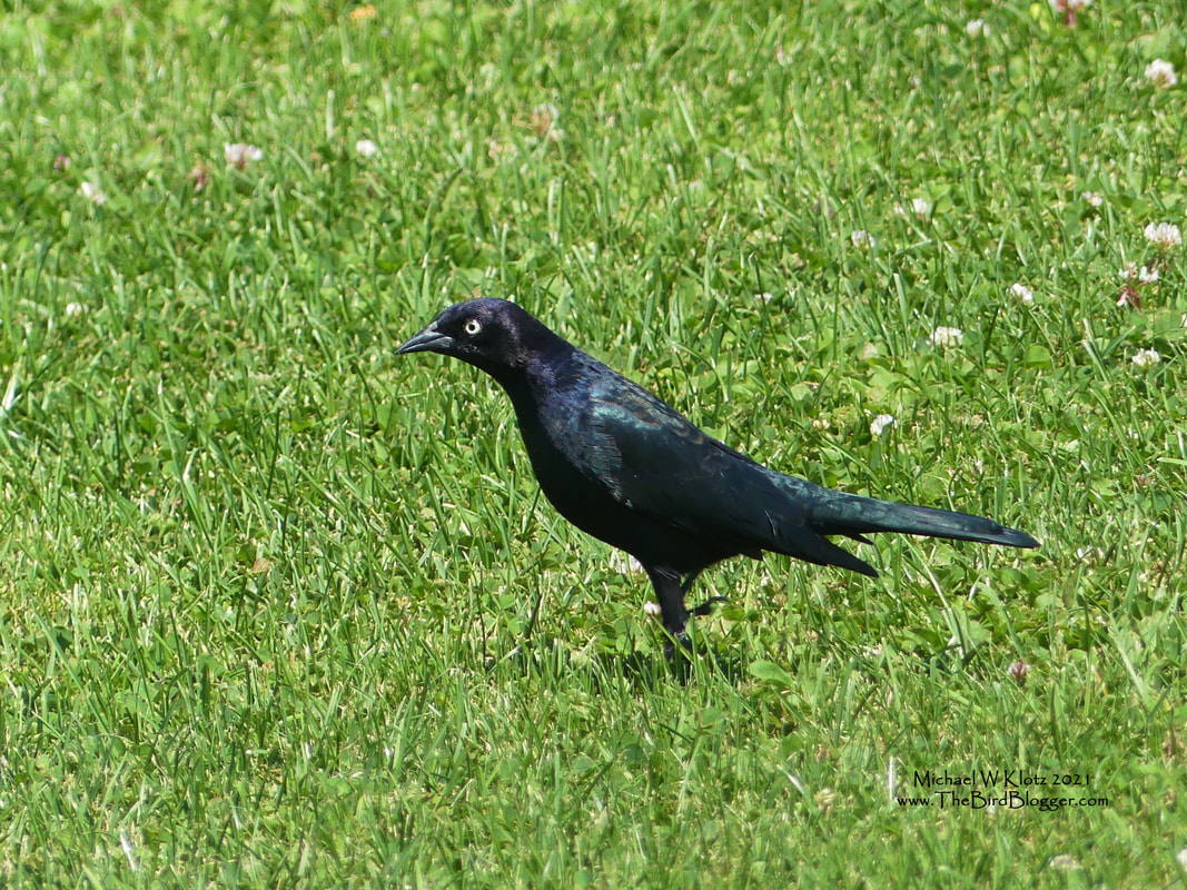 Brewer's Blackbird - El Moro, CO       During a recent road trip, we stopped at a rest stop in El Moro, Colorado and found a handful of these metallic purple and green blackbirds. They were searching the grass for insects. Brewer's are very comfortable around humans and can be seen in a great many locations where we have left crumbs around for snacking on. While the males sport the iridescent colors, the females are a dull brown.           Michael W Klotz - www.TheBirdBlogger.com