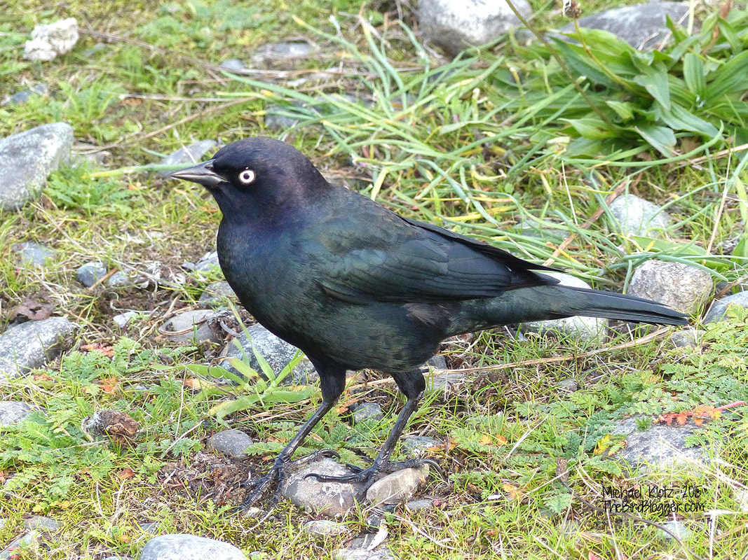 Brewer's Blackbird - Esquimalt, BC           Found hanging around the Esquimalt Lagoon with a small flock of friends, this Brewer's Blackbird was looking for leftovers after the swans and ducks had their fill. I have always remembered the Latin name for this bird because of the alliteration and meaning. cyanocephalis =  blue head                   Michael W Klotz 2020 - www.TheBirdBlogger.com