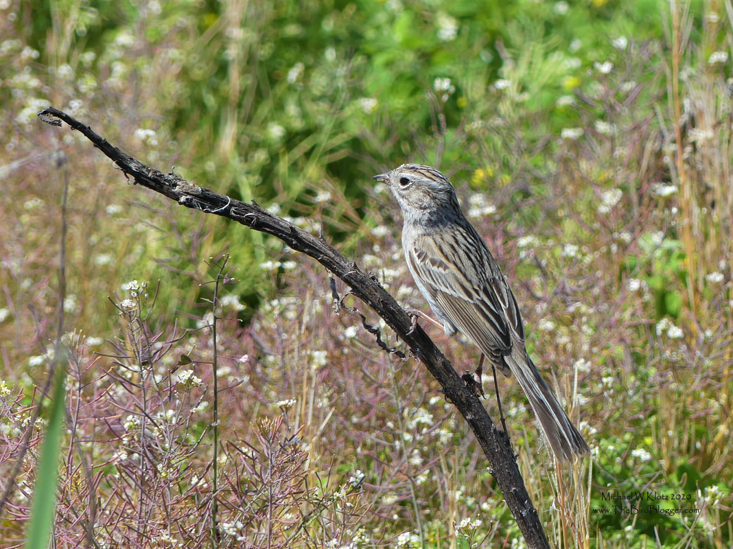 Brewer's Sparrow - Iona Island, BC          Occasionally we get passing migrants, but this one is a little more special. We don't see many Brewer's Sparrows as they are a dry country bird where there the sagebrush grows. we have a some areas in the interior that suit them fine, but he must have needed a rest and refueling so he stopped on the coast at Iona Island near to the Vancouver International Airport. The range of this, our smallest sparrow, keeps it in the western states and provinces. It winters in the southwestern states and Mexico.                Michael W Klotz 2020 - www.TheBirdBlogger.com