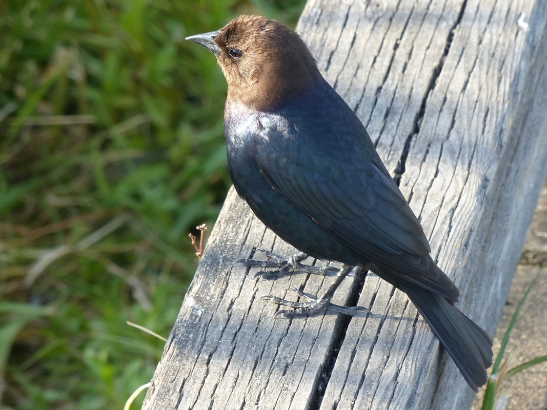 Brown-headed Cowbird - If you aren't looking for it, the brown head of these blackbirds are hard to see. They are found in many suburban areas including farms. This male and a flock of 5 or 6 other birds was found in the middle of Burnaby Lake Park out on Piper Spit. A notorious claim to fame for these birds are their cuckoo like parasitism of other song birds nests. Because of their expansion due to an increase in the cattle population, they have hurt some bird populations. It is always interesting to see a little warbler feeding a cowbird that is twice its size.   Michael Klotz - www.TheBirdBlogger.com