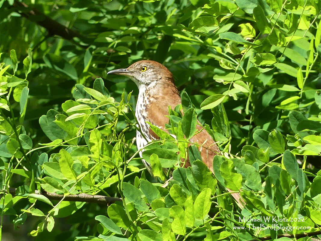 Brown Thrasher - Carter Lake, GA          This Brown Thrasher was catching some sun and was one of the first stops in our road trip around the central states. Carter Lake, Georgia was the first stop in our 9 state trip. Brown Thrashers are mimics just like their cousins, Northern Mockingbirds, sounding very similar to their gray cousin. As you head west, there are several other flavors of Thrashers, most with much longer bills.                   Michael W Klotz 2022 - www.TheBirdBlogger.com
