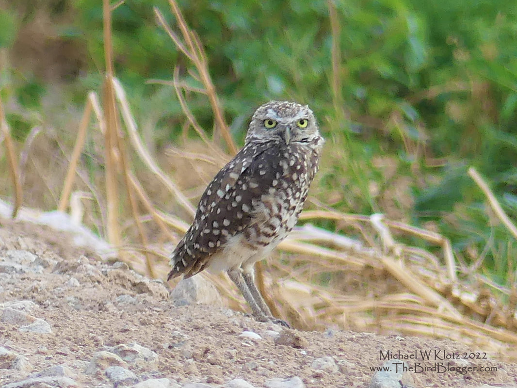 Burrowing Owl - East Blythe, CA         It is always a good trip when a Burrowing Owl is one of the birds we run into. This trip was actually to Tucson, but flying into LAX and driving so we could see some different birds along the way had us stop in Blythe on the border of California and Arizona. There were at least 12 of the little day loving owls on the dykes that hold in the irrigation canals together. The birds would be roosting along the field edge of the road keeping an eye on what we were doing. Burrowing Owls from our end of the world will winter in California but some of these birds will head into Central and South America for the winter.               Michael W Klotz - www.TheBirdBlogger.com 2022
