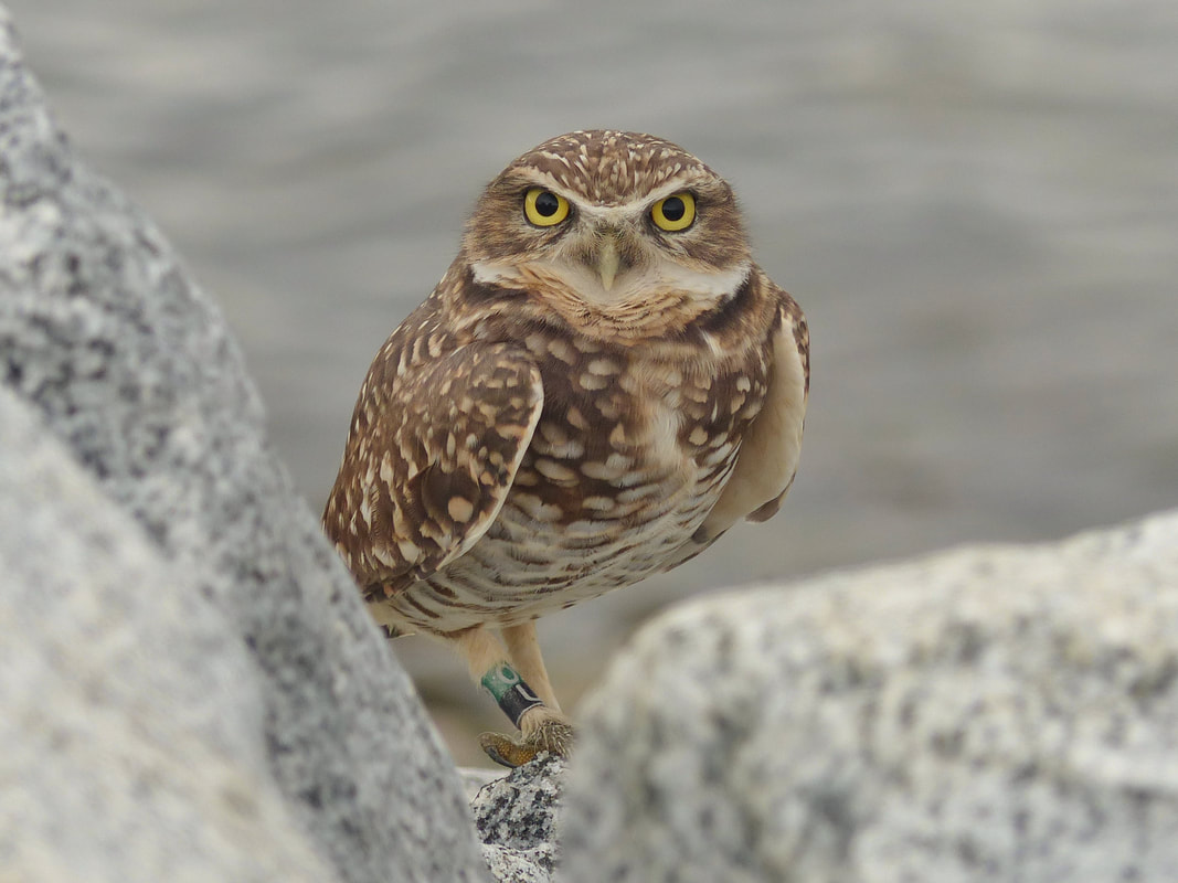 Burrowing Owl - Tsawwassen, BC          One of my best finds and couldn't tell anyone at the time. This fantastic little owl was along the Tswwassen Ferry Jetty. I traveled back several times and could not relocate him so I felt comfortable posting the picture. I have also sent along the band numbers to the banding website and it turns out this male was born in the wild and has had numerous chicks since, in the interior of British Columbia. I would recommend looking into the Burrowing Owl Society of BC and maybe putting a donation towards keeping these fantastic owls from disappearing for good......... again. My apologies to the rest of the birders that would have like to have seen this guy. He was just too close to traffic and I didn't want to be the reason he didn't make it back next spring.                    Michael W Klotz 2020 - www.TheBirdBlogger.com