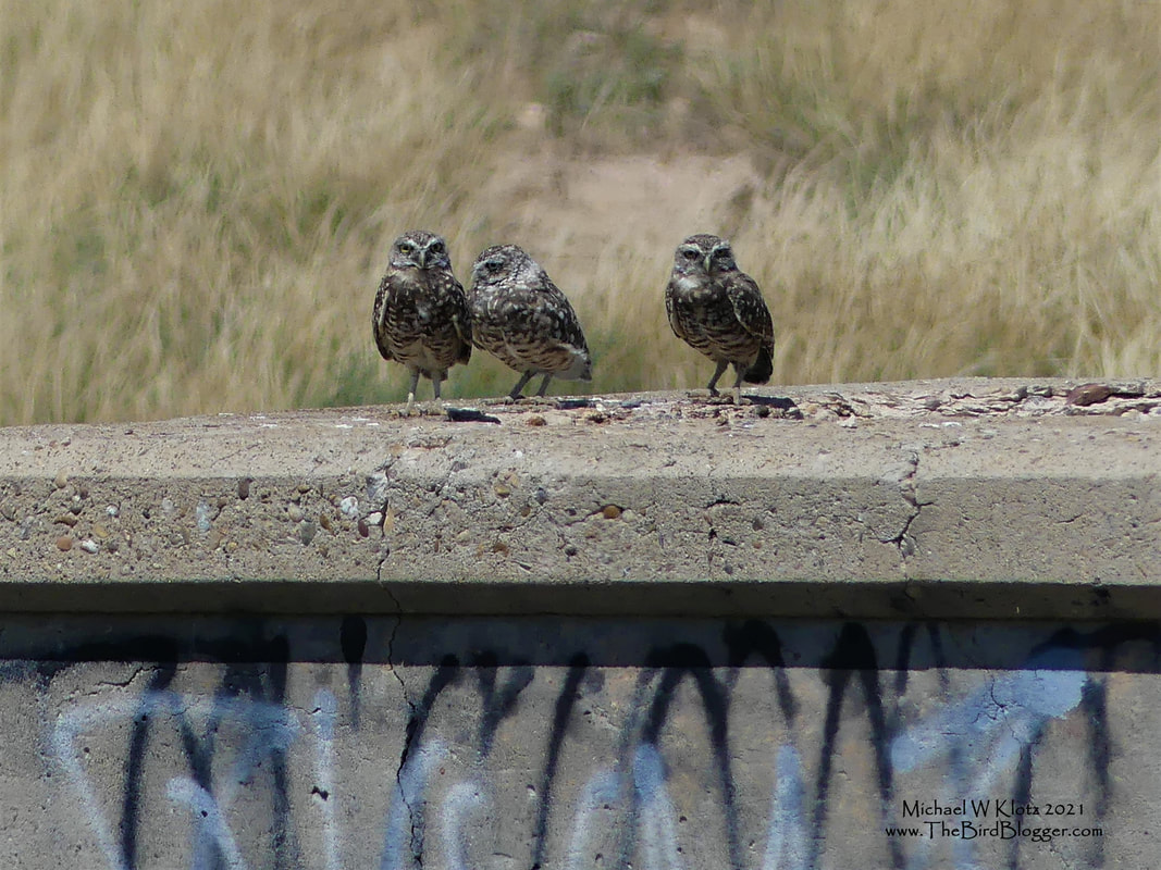 Burrowing Owls - Rita Blanca Lake, TX        On the way through the north end of Texas we stopped by Rita Blanca Lake in Dalhart. At the south end of the lake we were lucky to find this family of Burrowing Owls using this old concrete structure as a concrete burrow and bunker. These were the first burrowing owls we got eyes on in the trip but were certainly not the last. Burrowing owls are day time lovers taking mostly insects in the prairies.       Michael W Klotz - www.TheBirdBlogger.com